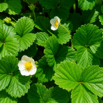 Jahoda ananásová - Pineberry (Fragaria × ananassa) ´SNOW WHITE´ - P9
